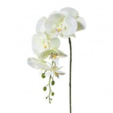 Orchidej  305303-50