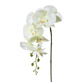 Orchidej  305303-50