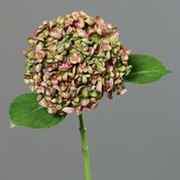 Hortenzie drobné květy  43411-21