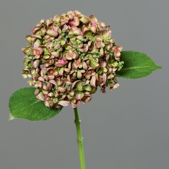 Hortenzie drobné květy  43411-21