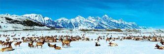 MASTERPIECES Panoramatické puzzle Útočiště jelenů, Wyoming 1000 dílků