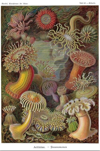 Plakát, Obraz - Ernst Haeckel - Seeanemonen, 61 × 91.5 cm