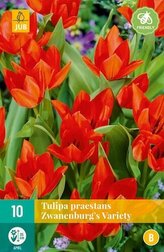 Karta - Tulipán - Praestans Zwanenburg Variety (10 cibulí) "B"