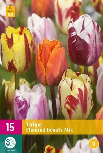 Karta XXL - Tulipán - Flaming Beauty Mix (15 cibulí) "D"