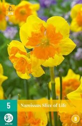 Karta - Narcis - Slice of Life (5 cibulí) "B"