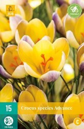 Karta - Krokus - Advance (15 cibulí) "C"
