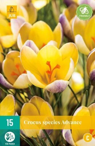 Karta - Krokus - Advance (15 cibulí) "C"