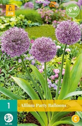 Karta - Česnek - Allium Party Balloons (1 cibule) "C"