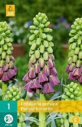 Karta - Řepčík - Fritillaria Persica Purple Favorite (1 cibule) "C"
