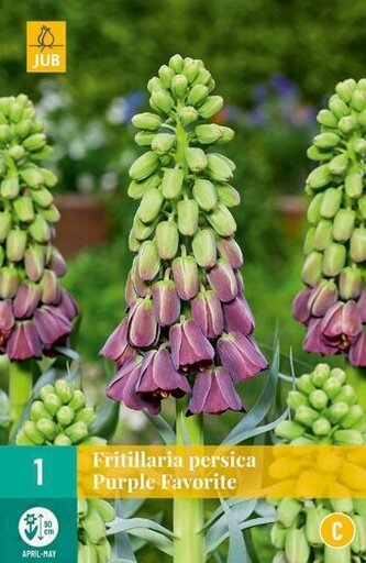 Karta - Řepčík - Fritillaria Persica Purple Favorite (1 cibule) "C"