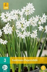 Karta - Narcis - Potnarcis Paperwhite  (3 cibule) "C"