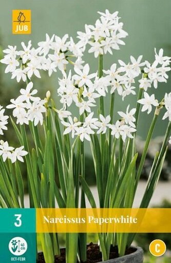 Karta - Narcis - Potnarcis Paperwhite  (3 cibule) "C"
