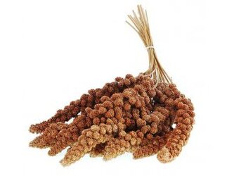 Apetit Senegálské proso v klasech-červené 100g (20ks kar.)