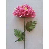 Chryzantéma velká  K153/K023/ BEAUTY GREEN