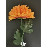 Chryzantéma velká  K153/K023/ new brown