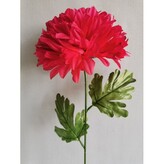 Chryzantéma velká  K153/K023/ BEAUTY