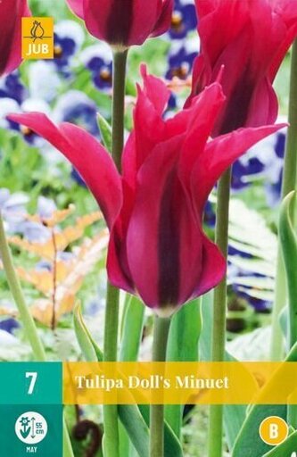 Karta - Tulipán - Doll´s Minuet (7 cibulí) "B"