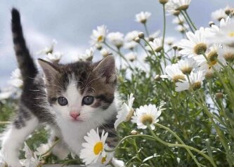 Pohlednice 3D - Květinové kotě Pohlednice 3D - Květinové kotě