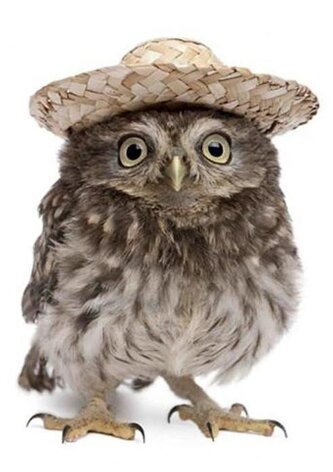 Pohlednice 3D - Sova v klobouku Pohlednice 3D - Sova v klobouku