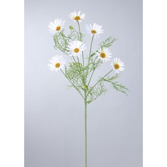 Kopretina bílá  100-0122 CR