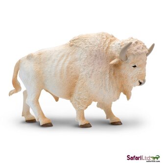 Bílý buvol domácí