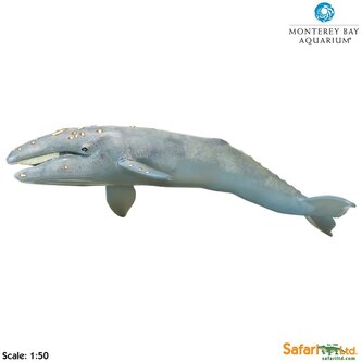 Plejtvákovec šedý