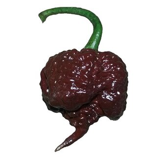 Chilli semena Carolina Reaper Chocolate 10ks