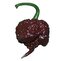 Chilli semena Carolina Reaper Chocolate 10ks
