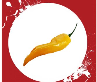 Chilli semena Fatalii Yellow 10 ks
