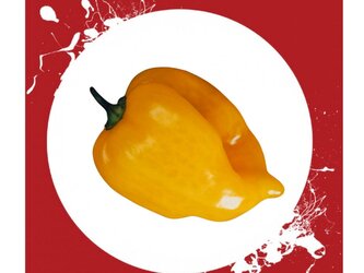 Semínka Chilli Habanero Hot Lemon 10ks