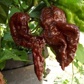 Semena Chilli Big Black Mama 10ks