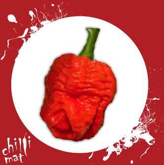 Chilli semínka Trinidad Scorpion Moruga 10ks