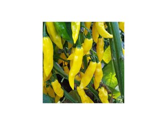 Semínka Chilli papriček Habanero Neon 10 ks