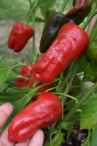 Chilli semínka Pimientos de Padron 10ks