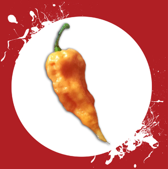 Chilli semínka Bhut Jolokia Peach 10ks