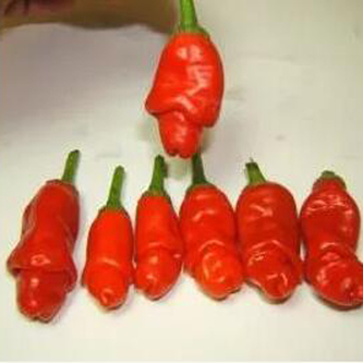 Chilli semínka Red Peter Penis 10ks Chilli semínka Red Peter Penis 10ks