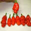 Chilli semínka Red Peter Penis 10ks