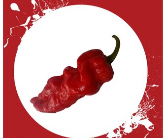 Semínka chilli papriček Bengle Naga 10 ks