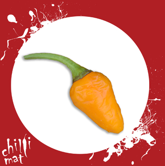 Semena Chilli Golden Nugget 10ks Semena Chilli Golden Nugget 10ks