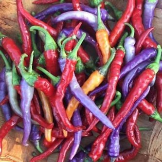 Chilli semena Buena Mulata 1ks Chilli semena Buena Mulata 1ks