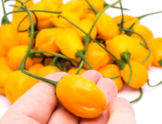 Semínka chilli El Oro De Ecuador 10 ks