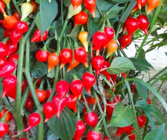 Semínka chilli Chupetinho 10 ks Semínka chilli Chupetinho 10 ks