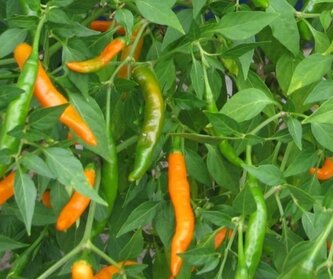 Chilli semena Thai Orange 10 ks
