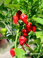Chilli semena Habanero Tasmanian 10ks