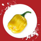 Chilli semena Habanero Yellow 10ks