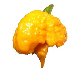 Chilli semena Carolina Reaper Yellow 10ks