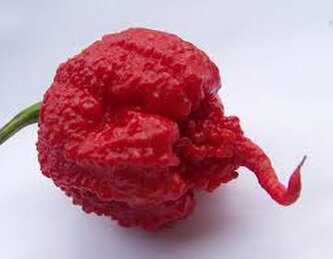Chilli semena Carolina Reaper 10ks