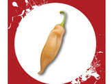 Semínka Chilli papriček Sugar Rush Peach 10 ks