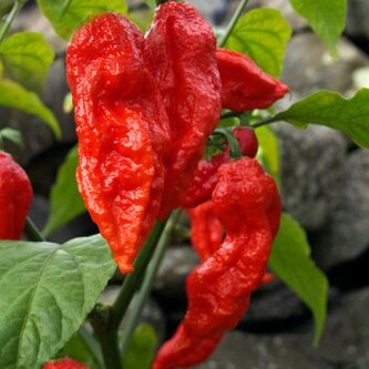 Chilli semena Bhut Jolokia Red 10 ks