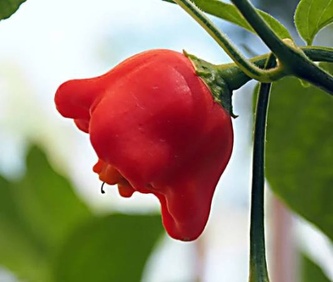 Chilli semínka Bishop's Crown 10ks